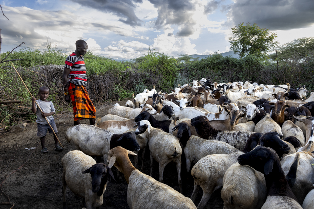 Pastoralist and child standing with herd