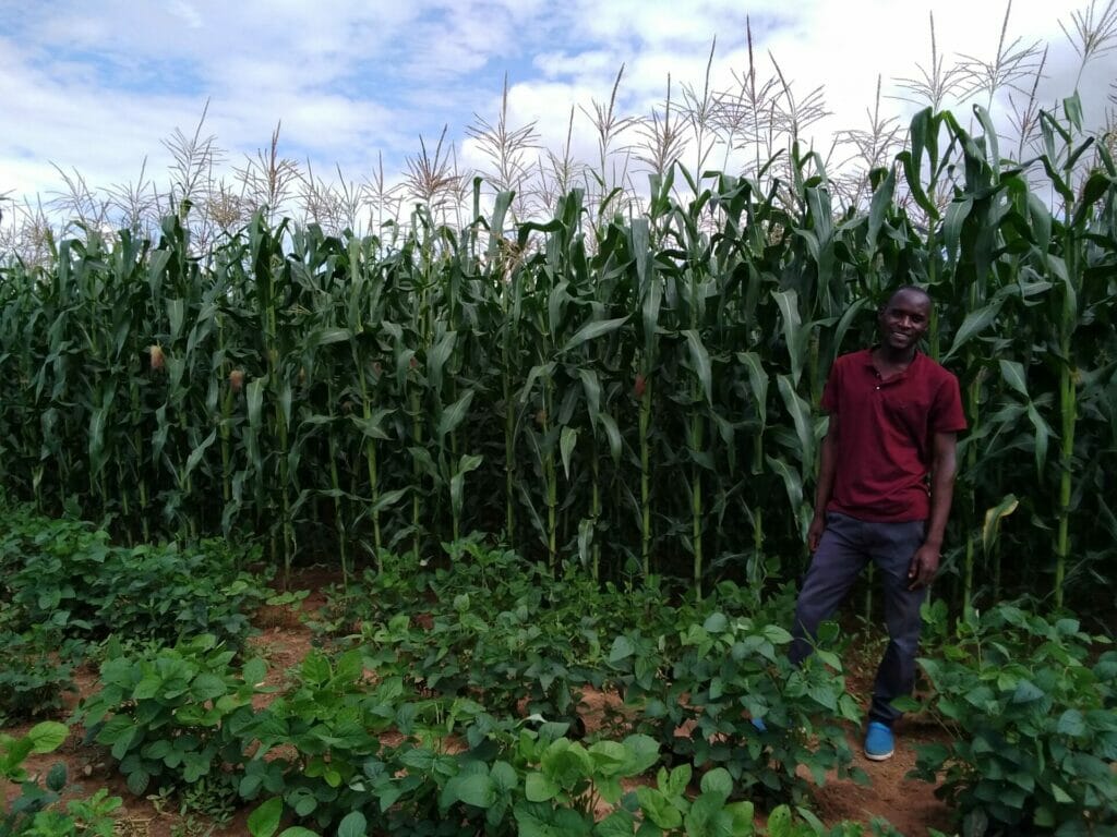 Zambian farmer, Lincoln Mumba stands in the maize corn field