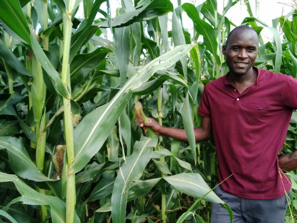 Zambian farmer, Lincoln Mumba stands next to his maize field holding a husk of corn on the stalk that is growing as of his climate resilient farming training.