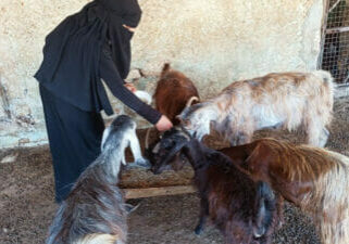 Samira feeds her livestock with fodder provided by the INSPIRE program.